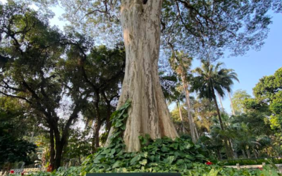 Niterói recebe selo “Cidade Árvore do Mundo” pelo quarto ano seguido